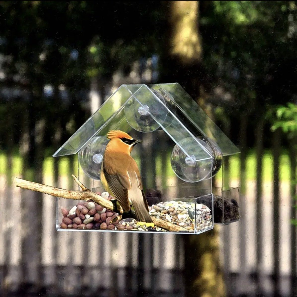 House-Shaped Window Bird Feeder with Suction Cups