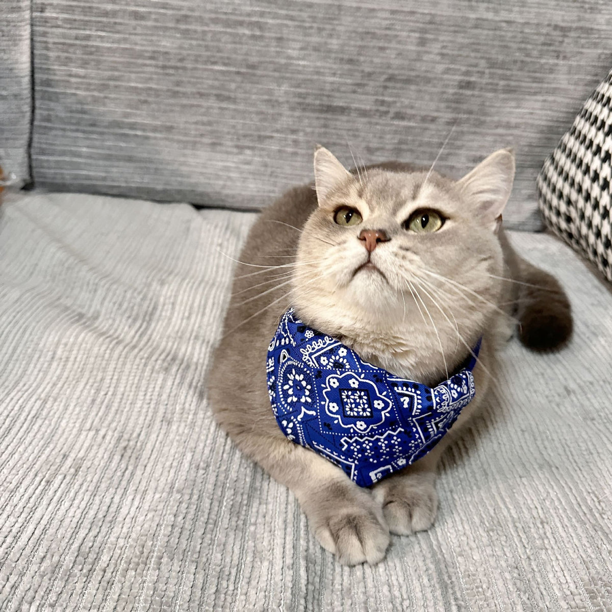 2 pcs Fashion Dog Bandana Collar Dog Collar Boy Medium Bandana Puppy Bandana with Collar for Dogs - S