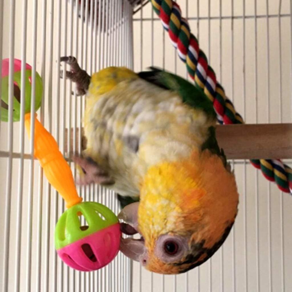 Plastic Parrot Training Toys – 2 Pack