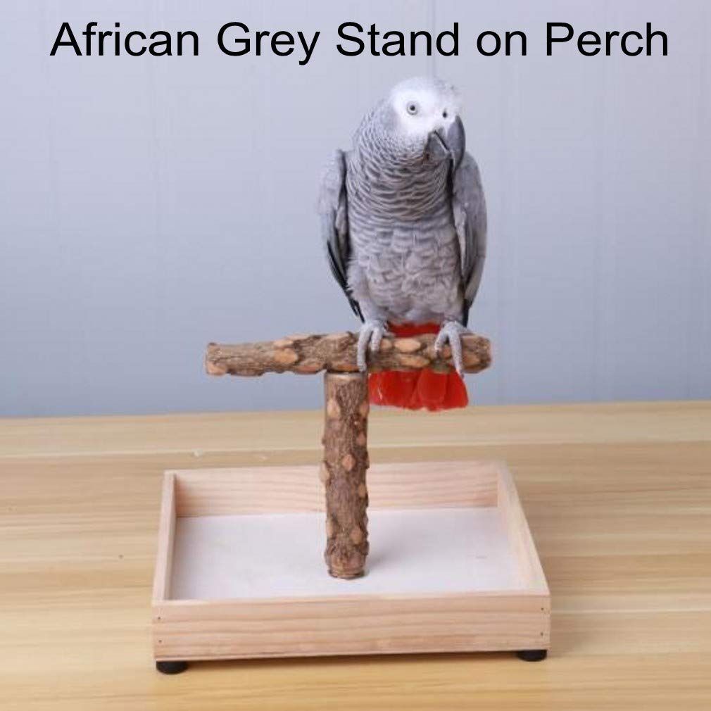 Portable Tabletop T-Stand for Parrots