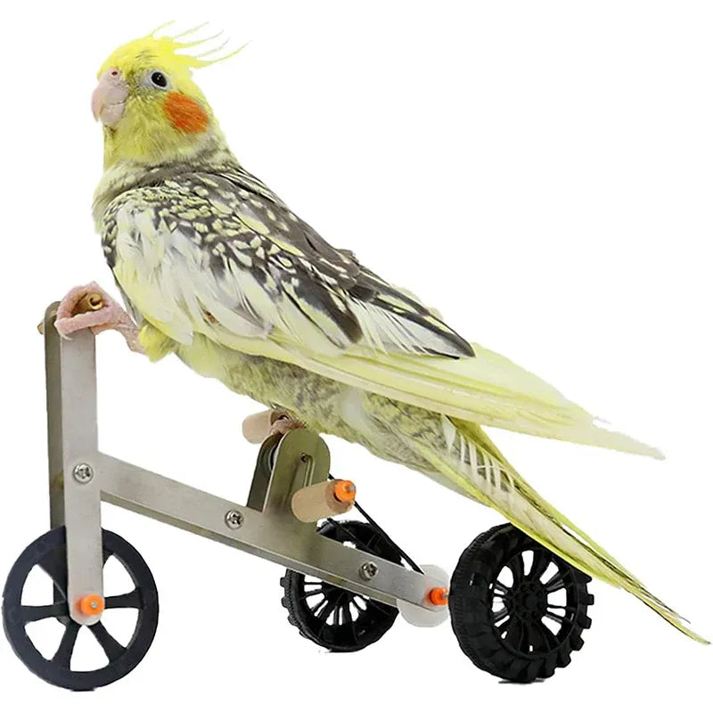 Parrot Training Bicycle Toy